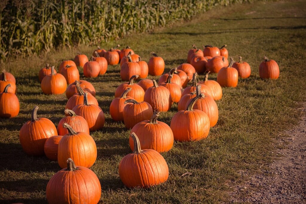 Pumpkins in a farm patch ready for picking